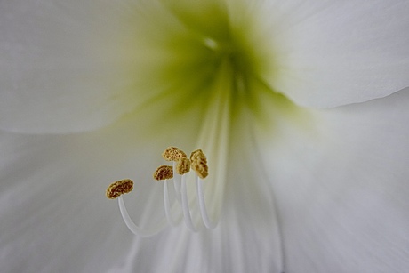 Bloemetjes en bijtjes