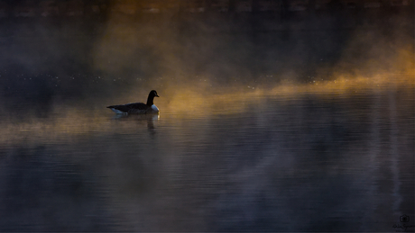 Eenzaam tijdens opkomende zon