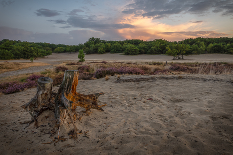 Zonsopkomst bij de Drunense Duinen met heide