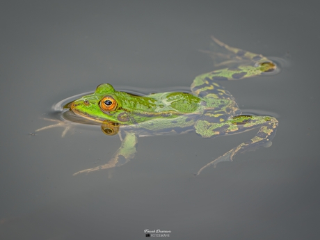 En dan sta je in 1 keer oog in oog met Kermit.