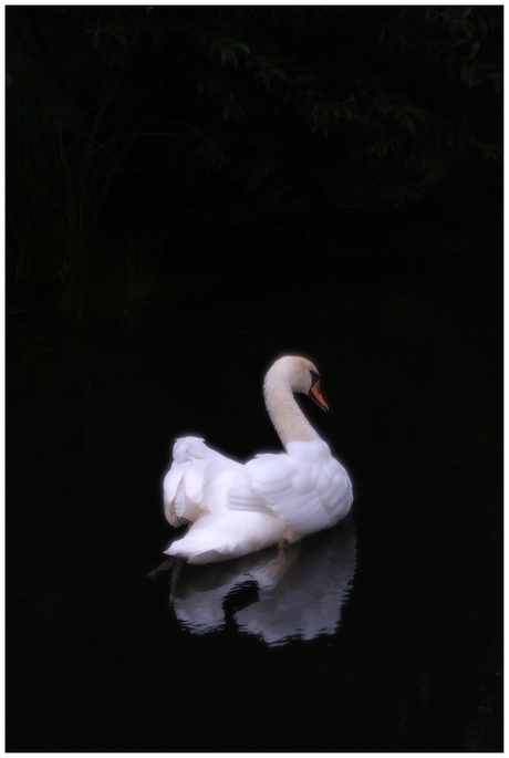 Swan