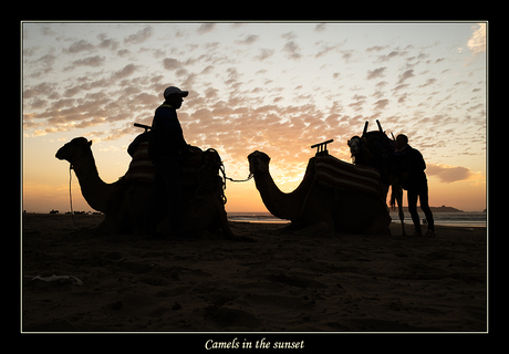 Camels in the sunset