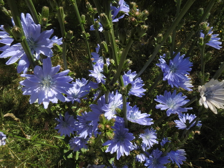 Wilde Cichorei in het Nationaal Romeins Wandelpark