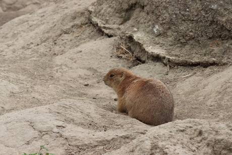 Prairiehondje