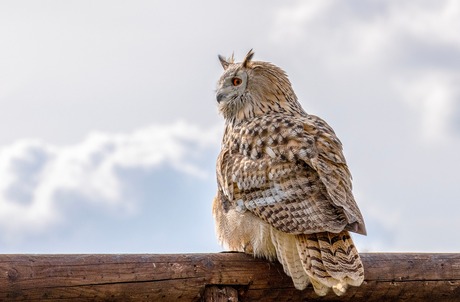 Pumba 🦉