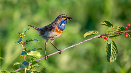 Blauwborst