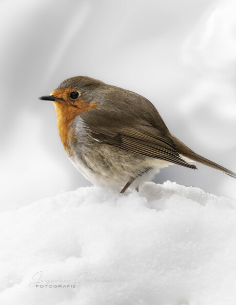 Roodborst in de sneeuw