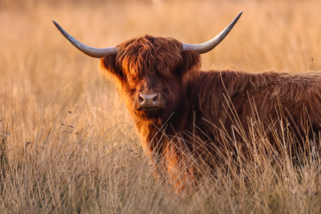 In prachtige laatste zonlicht 