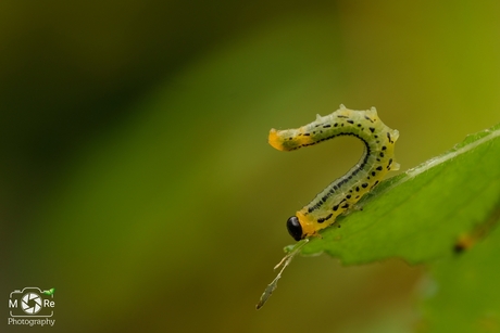 Nematus pavidus