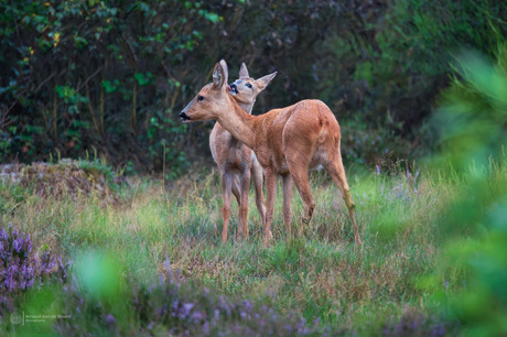 Mother and Fawn