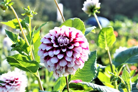 dahlia 2 kleurige echt mooi