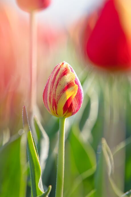 Outstanding tulip