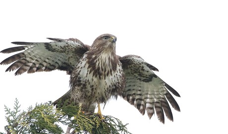 Buizerd