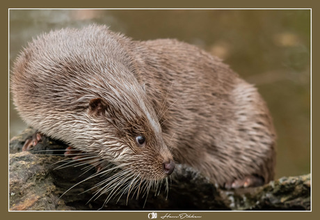 Otter