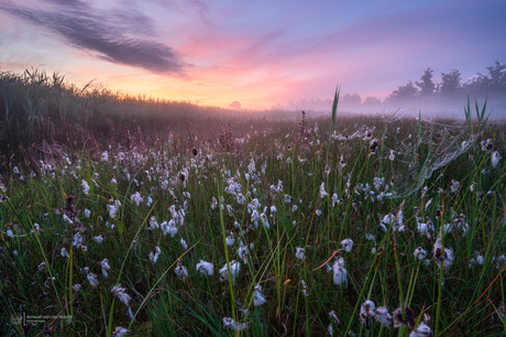 Whispers of Dawn