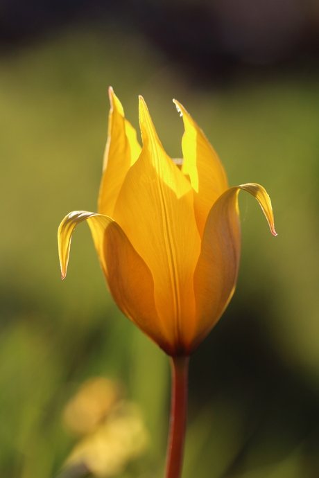 Tulipa sylvestris 