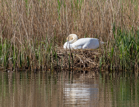 Op het nest