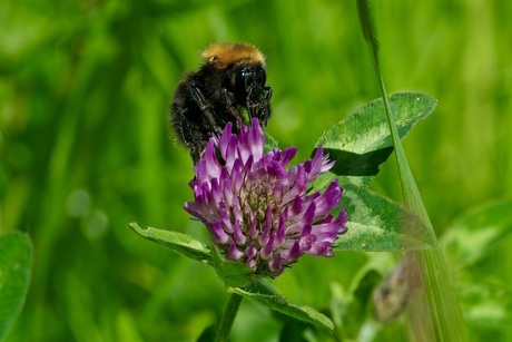De akkerhommel
