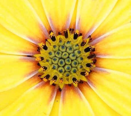 Fleur jaune.