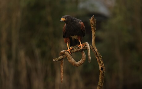 Woestijnbuizerd met prooi