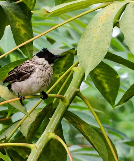 De roetkopbuulbuul (Pycnonotus aurigaster)