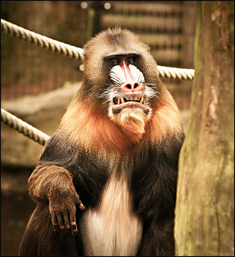 ik kan wel janken....................................