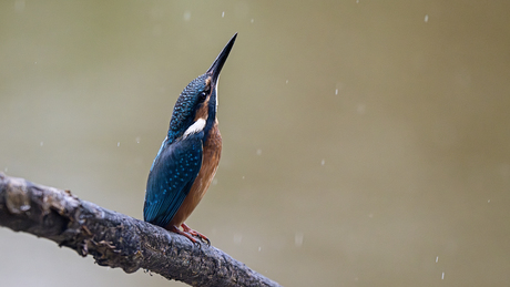 IJsvogel