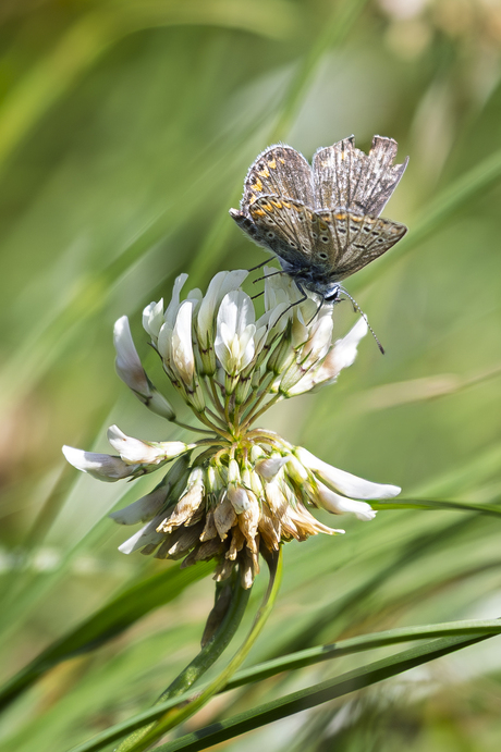 Bruin blauwtje op klaver
