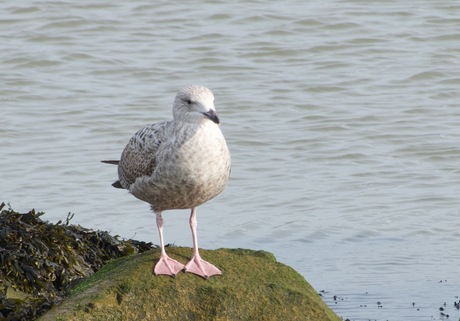 Juveniel Zilvermeeuw.
