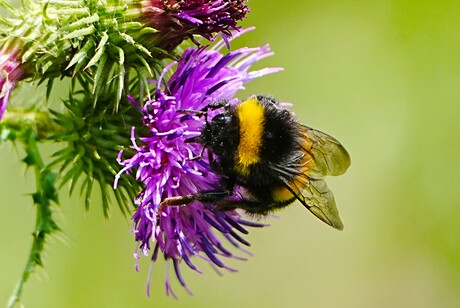 one big beautiful bee