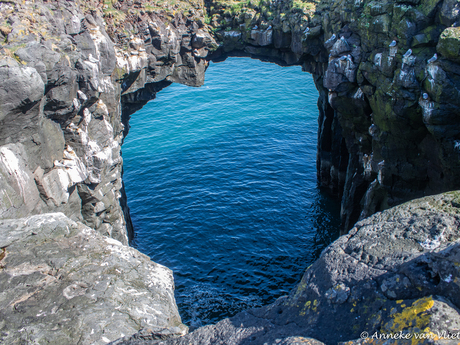 Drieteenmeeuw(en) (Rissa tridactyla)