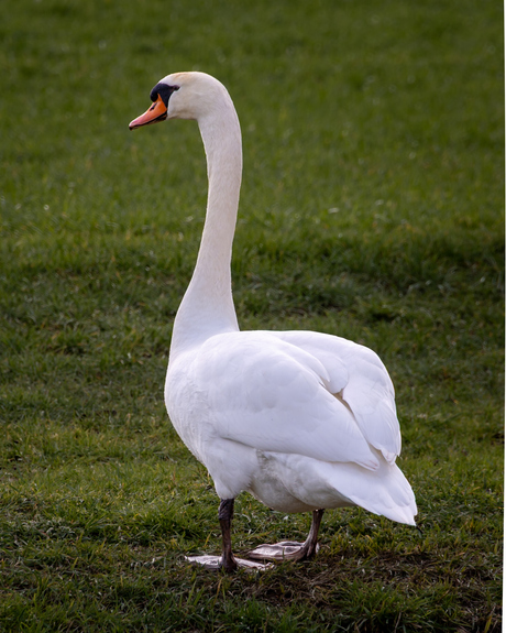 Zwaan