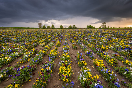 Stormachtige wolken boven een veld met violen