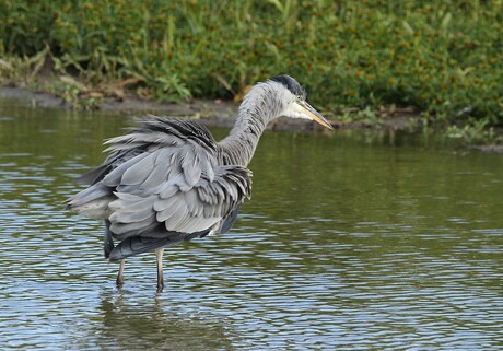 Reiger