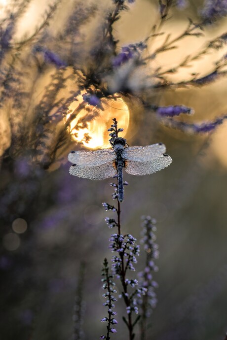 Libelle zon 