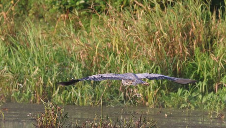 Reiger in de ochtendzon