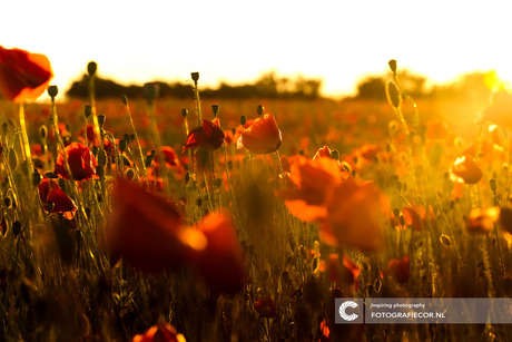  Zonsondergang bij een veld vol Klaprozen