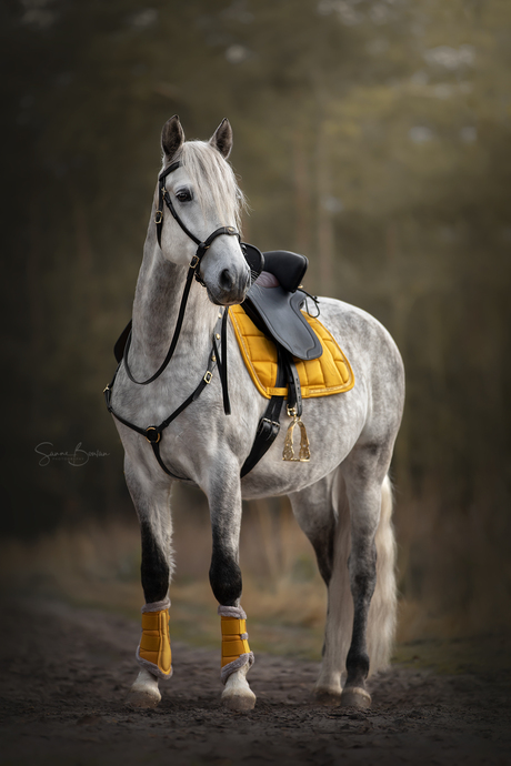 Spaans paard met spaanse optoming