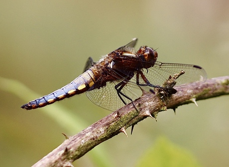 De platbuik libelle. 