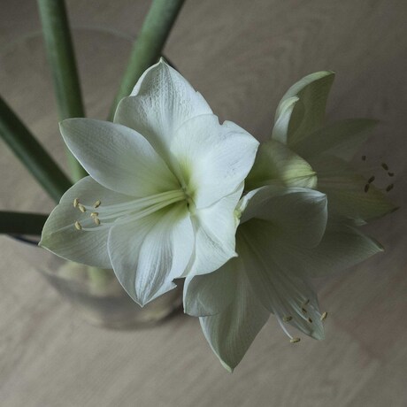 Amaryllis