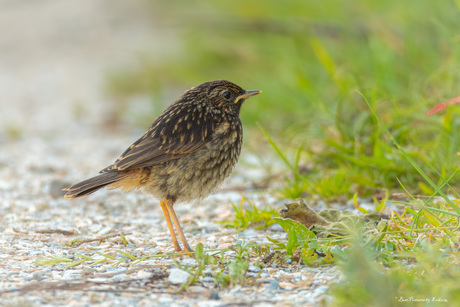 Juveniel Blauwborst