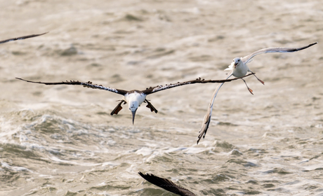Jan van Gent klaar om te duiken
