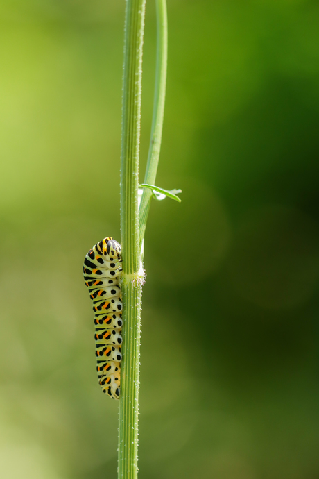 rups koninginnepageI
