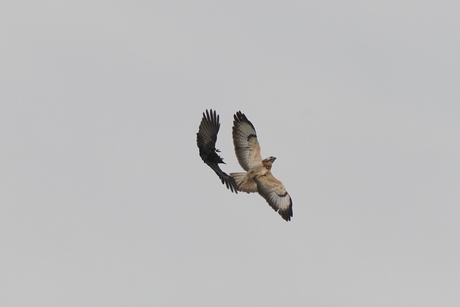 Buizerd en zwarte kraai hebben ruzie