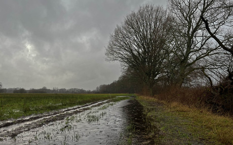 Nieuwjaarswandeling