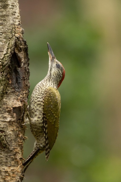 Jonge Groene Specht 