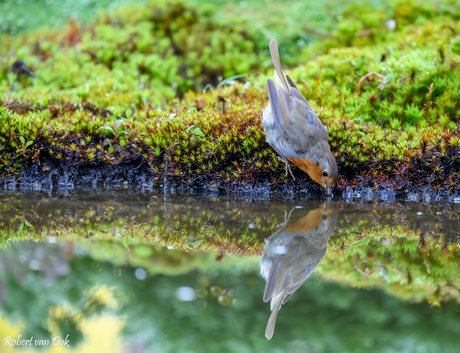 Roodborst reflectie