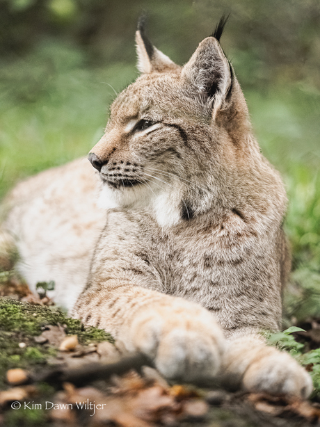 Lynx