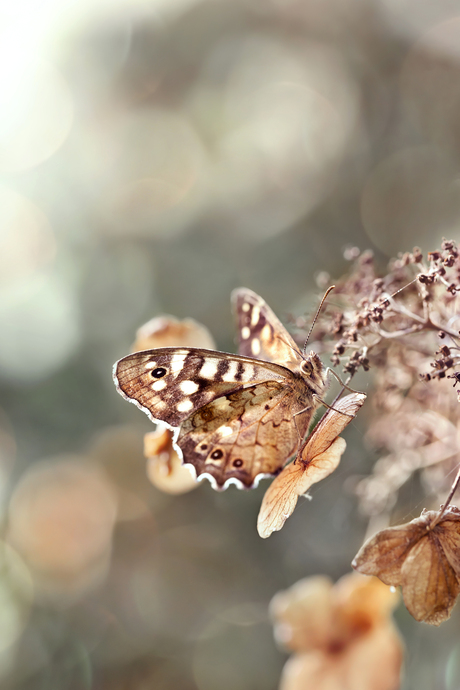 Herfst sfeertjes