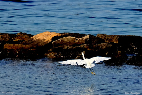 kleine zilverreiger